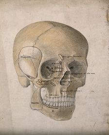 Human skull: three-quarter view, 1854. Creator: J.C. Whishaw