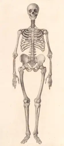 Human Skeleton: frontal view (A comparative anatomical exposition of the human body..., 1804-06. Creator: George Stubbs