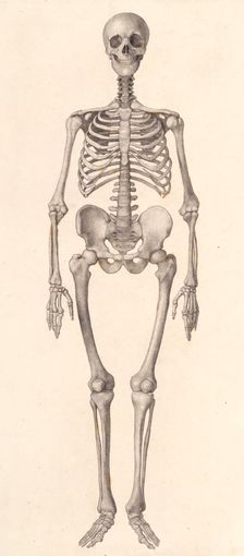 Human Skeleton: frontal view (A comparative anatomical exposition of the human body..., 1804-06. Creator: George Stubbs