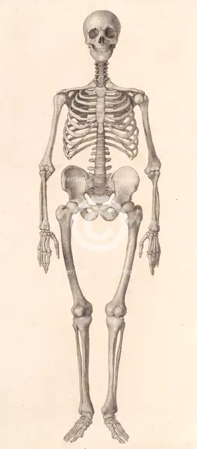 Human Skeleton:  frontal view (A comparative anatomical exposition of the human body..., 1804-06. Creator: George Stubbs.