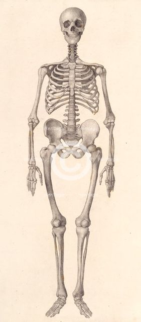 Human Skeleton:  frontal view (A comparative anatomical exposition of the human body..., 1804-06. Creator: George Stubbs.