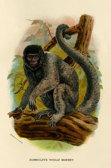 Humboldt's Woolly Monkey 1896. Artist: Henry Ogg Forbes
