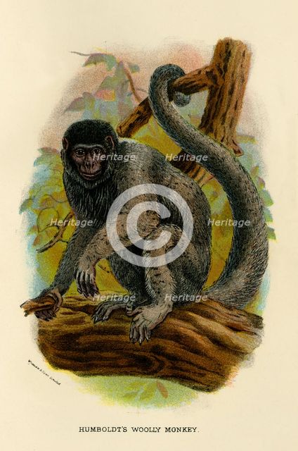 'Humboldt's Woolly Monkey', 1896. Artist: Henry Ogg Forbes.