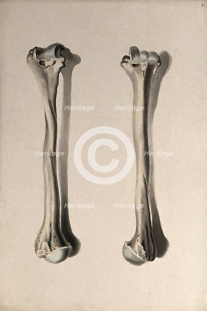 Humerus bone: two figures, 1830-1835. Creator: Unknown.