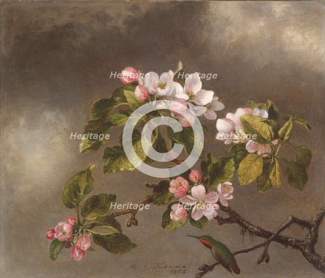 Hummingbird and Apple Blossoms, 1875. Creator: Martin Johnson Heade.