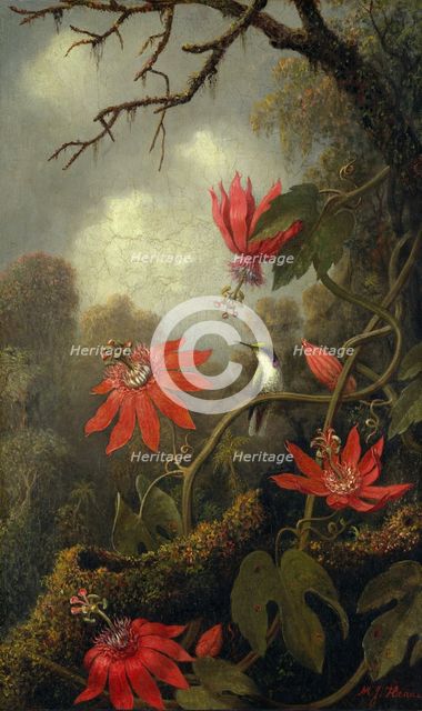 Hummingbird and Passionflowers, ca. 1875-85. Creator: Martin Johnson Heade.