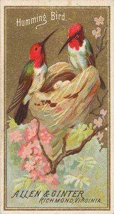 Hummingbird, from the Birds of America series (N4) for Allen & Ginter Cigarettes Brands, 1888. Creator: Allen & Ginter