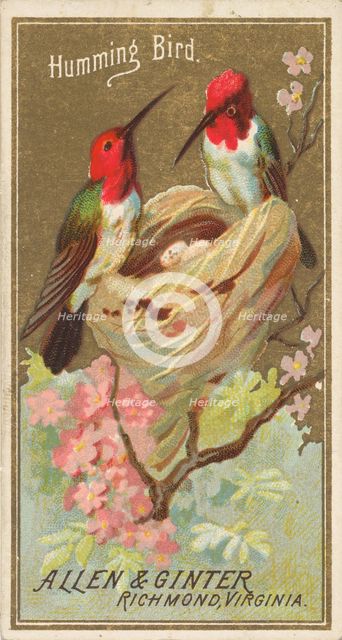 Hummingbird, from the Birds of America series (N4) for Allen & Ginter Cigarettes Brands, 1888. Creator: Allen & Ginter.