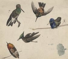 Hummingbirds, c1770-1810. Creator: Philip Reinagle