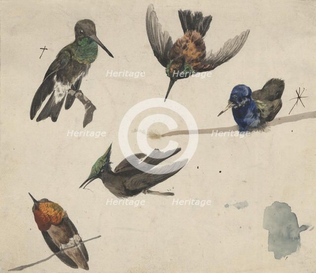 Hummingbirds, c1770-1810. Creator: Philip Reinagle.