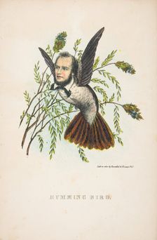 Humming Bird (Thomas B. Florence), from The Comic Natural History of the Human Race, 1851. Creators: Henry Louis Stephens, L. Rosenthal
