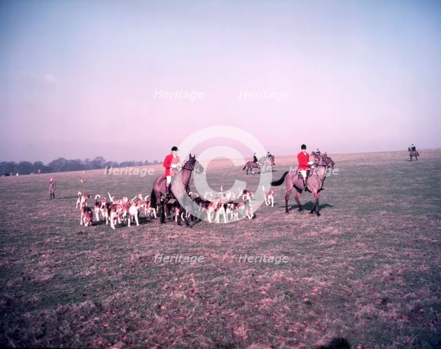 Hunt of Woburn Abbey, Bedfordshire, c1955.  Creator: Arthur Charles Kirby Ware.