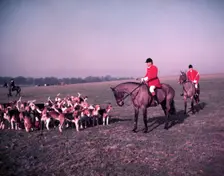 Hunt of Woburn Abbey, Bedfordshire, c1955. Creator: Arthur Charles Kirby Ware