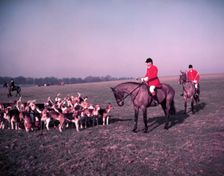 Hunt of Woburn Abbey, Bedfordshire, c1955. Creator: Arthur Charles Kirby Ware