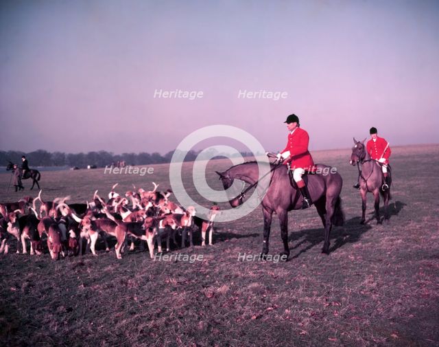 Hunt of Woburn Abbey, Bedfordshire, c1955.  Creator: Arthur Charles Kirby Ware.