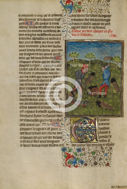 Hunters Ferreting Out Badgers; Livre de la Chasse, about 1430-1440. Creator: Unknown.