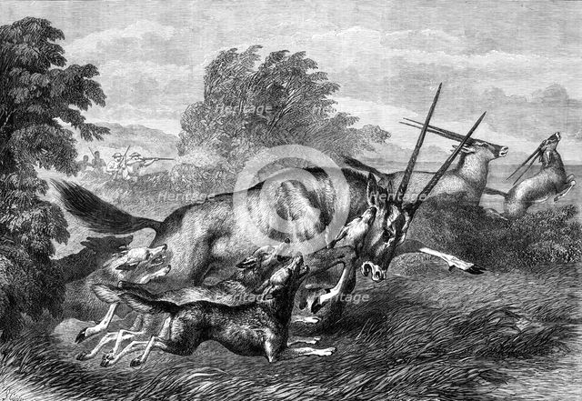 Hunting the Gemsbok in South Africa, 1870. Creator: S Carter.