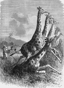Hunting the Giraffe; Life in a South African Colony 1875. Creator: Unknown