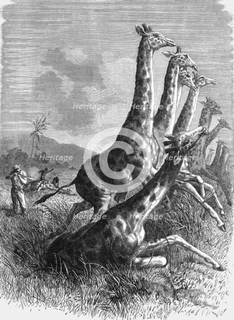 'Hunting the Giraffe; Life in a South African Colony', 1875. Creator: Unknown.