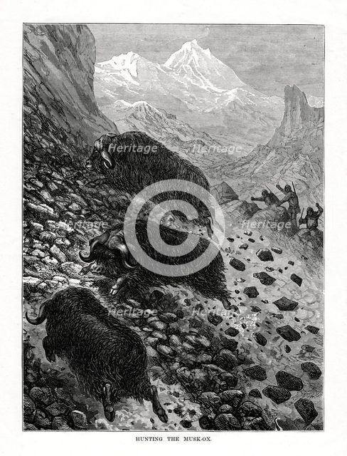 Hunting the musk-ox, 1877. Artist: Unknown