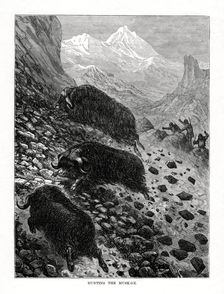 Hunting the musk-ox, 1877
