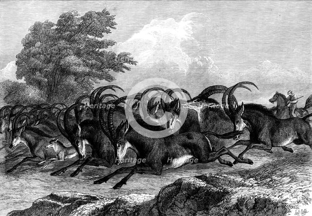 Hunting the Sable Antelope in South Africa, 1871. Creator: Unknown.