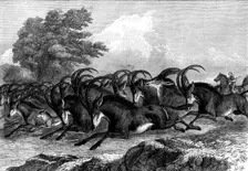 Hunting the Sable Antelope in South Africa, 1871. Creator: Unknown