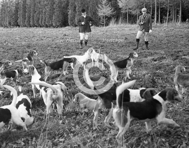 Hunting with beagles, c1960s.