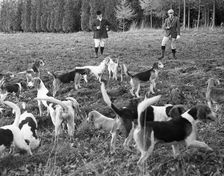 Hunting with beagles, c1960s
