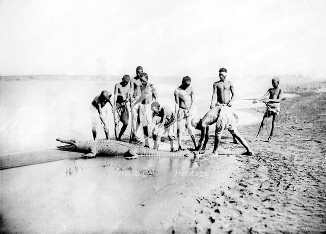 Hunting a crocodile, Nubia, Egypt, 1887. Artist: Henri Bechard