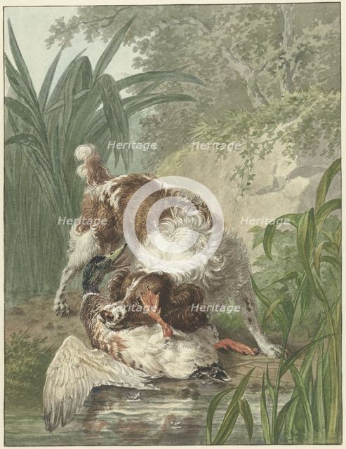 Hunting dog catches a duck, 1754-1831. Creator: Wybrand Hendriks.