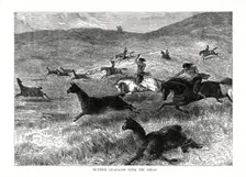 Hunting Guanacos with the Bolas South America, 1877