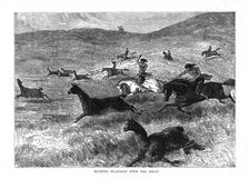 Hunting Guanacos with the Bolas South America, 1877