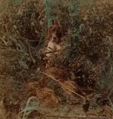 Hunting in Western prairie country, a covey of quail and a pointer - in corn stubble 1903. Artists: Elmer Underwood, Bert Elias Underwood