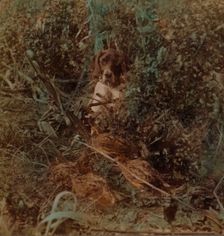 Hunting in Western prairie country, a covey of quail and a pointer - in corn stubble 1903. Artists: Elmer Underwood, Bert Elias Underwood