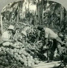 Husking Coconuts - a Familiar Scene in the Great Coconut Country near Pagsanjan, Island of Luzon, P Creator: Unknown