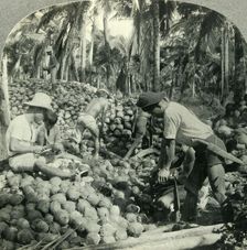 Husking Coconuts - a Familiar Scene in the Great Coconut Country near Pagsanjan, Island of Luzon, P Creator: Unknown
