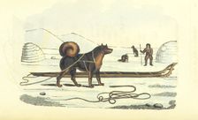 Husky and sledge, 1825. Creator: Unknown