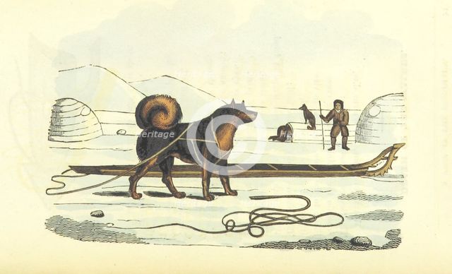Husky and sledge, 1825.  Creator: Unknown.