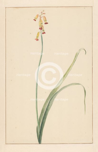 Hyacinth, 1746-1811. Creator: Vincent Jansz. van der Vinne.