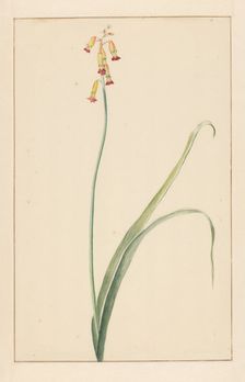Hyacinth, 1746-1811. Creator: Vincent Jansz. van der Vinne