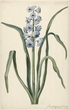 Hyacinth, 1737. Creator: Vincent Laurentsz. van der Vinne II