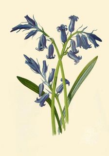 Hyacinth 1877. Creator: Frederick Edward Hulme