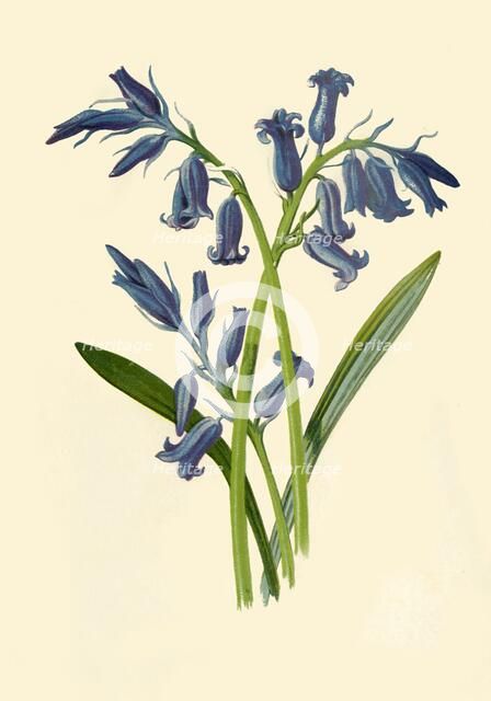 'Hyacinth', 1877. Creator: Frederick Edward Hulme.