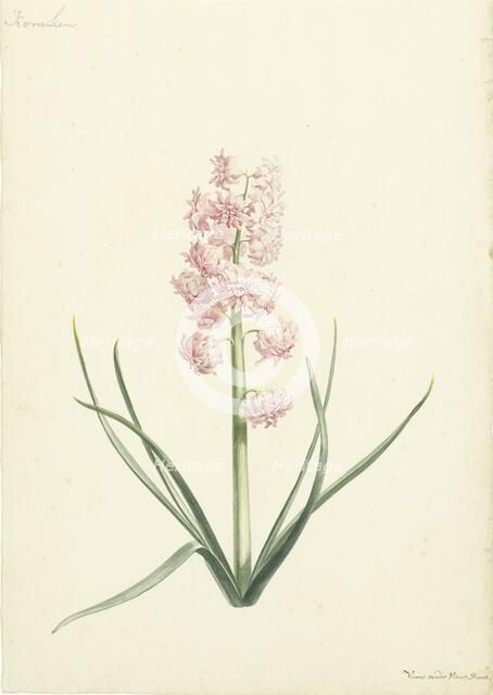 Hyacinth Coraline, 1696-1742. Creator: Vincent Laurentsz. van der Vinne II.