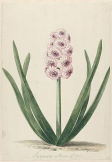 Hyacinth called Surpasse Mine d'Or, 1745-1784. Creator: Pieter van Loo