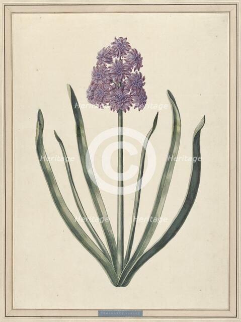Hyacinth (Charmante Violet), 1735. Creator: F. Wijandt.