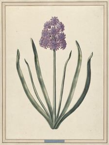 Hyacinth (Charmante Violet), 1735. Creator: F. Wijandt