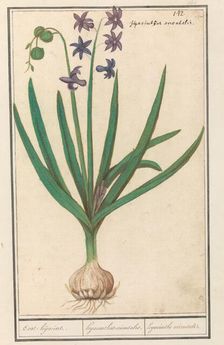 Hyacinth (Hyacinthus orientalis), 1596-1610. Creators: Anselmus de Boodt, Elias Verhulst