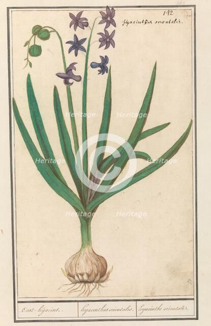 Hyacinth (Hyacinthus orientalis), 1596-1610. Creators: Anselmus de Boodt, Elias Verhulst.